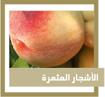 الأشجار المثمرة