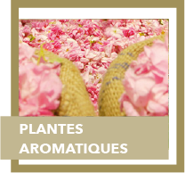 plantes aromatiques